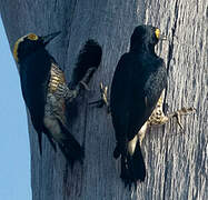 Yellow-tufted Woodpecker