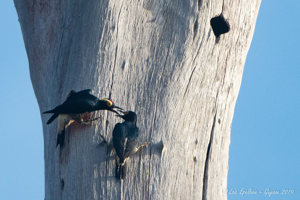 Yellow-tufted Woodpecker