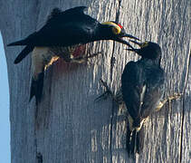 Yellow-tufted Woodpecker