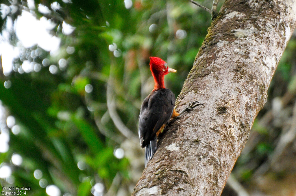 Red-necked Woodpecker