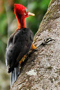 Red-necked Woodpecker