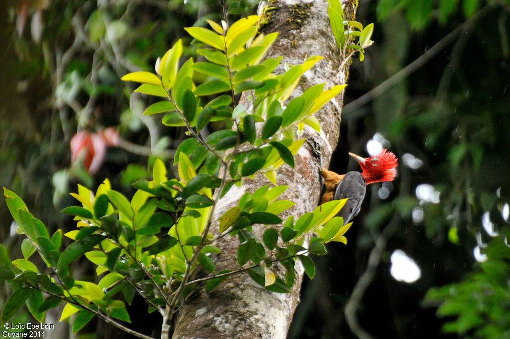 Red-necked Woodpecker