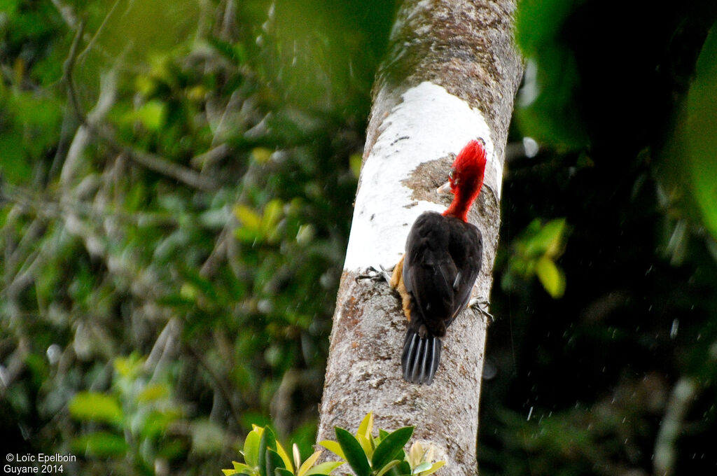 Pic à cou rouge