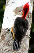 Red-necked Woodpecker