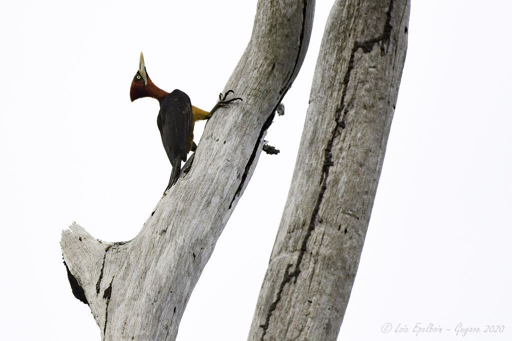 Red-necked Woodpecker