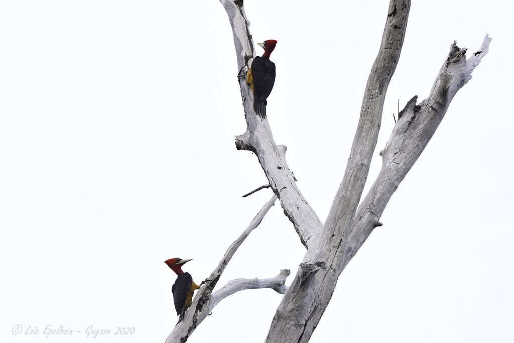 Red-necked Woodpecker