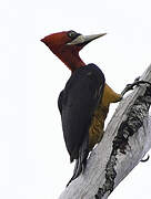 Red-necked Woodpecker