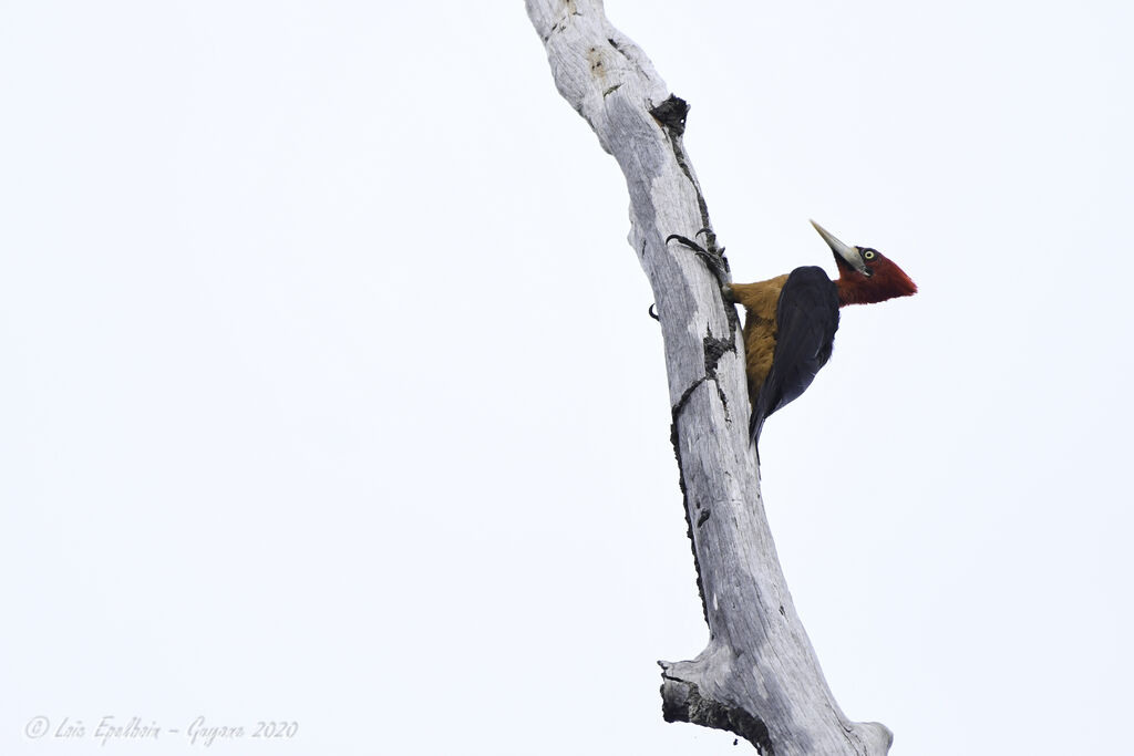 Red-necked Woodpecker