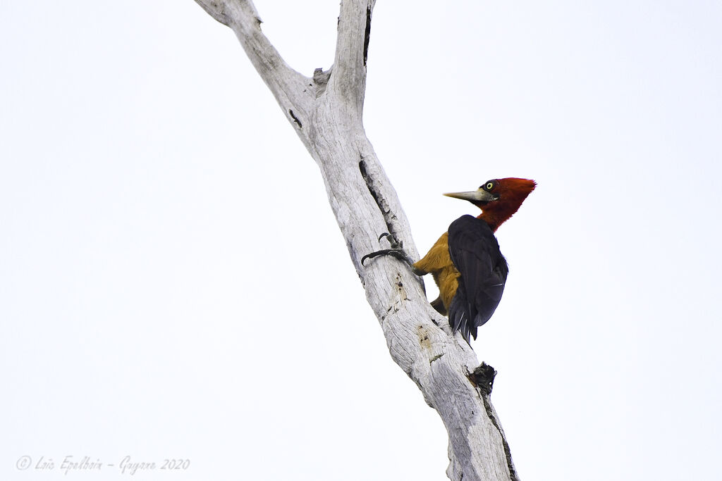 Red-necked Woodpecker