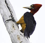 Red-necked Woodpecker