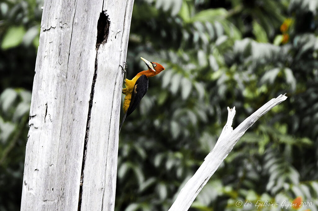 Red-necked Woodpecker