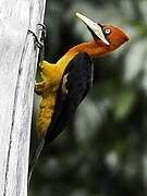 Red-necked Woodpecker