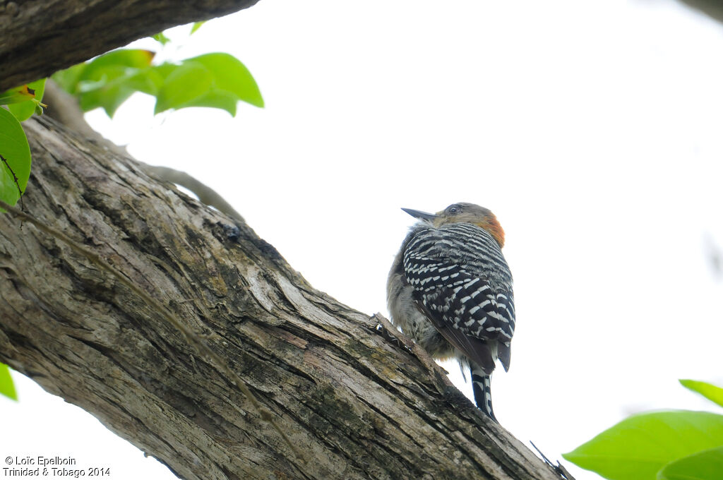 Red-crowned Woodpecker