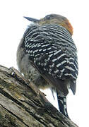 Red-crowned Woodpecker