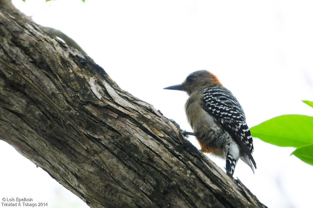 Red-crowned Woodpecker