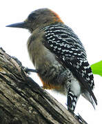 Red-crowned Woodpecker