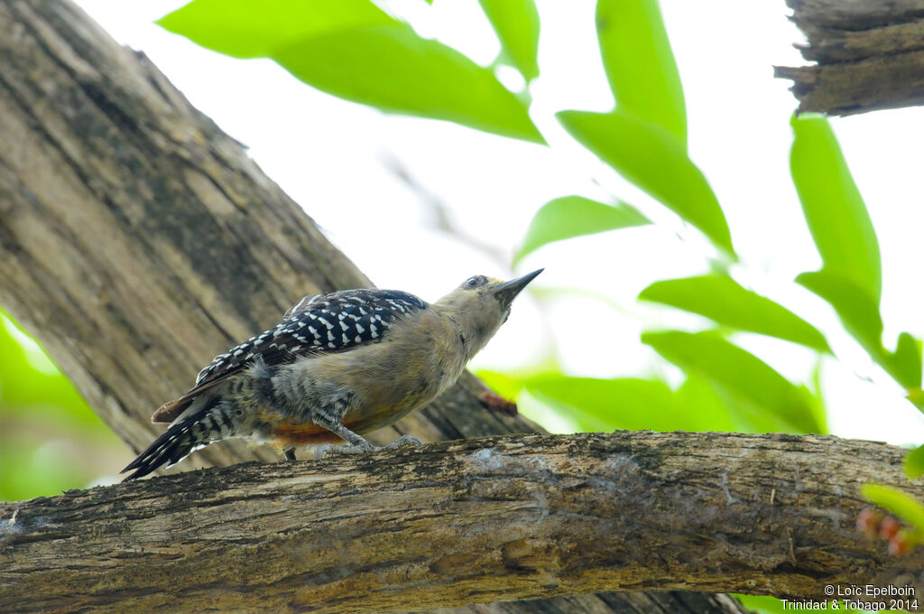 Red-crowned Woodpecker