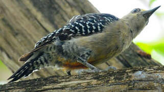 Red-crowned Woodpecker