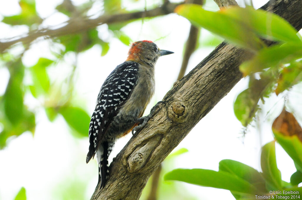 Red-crowned Woodpecker