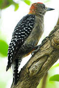 Red-crowned Woodpecker