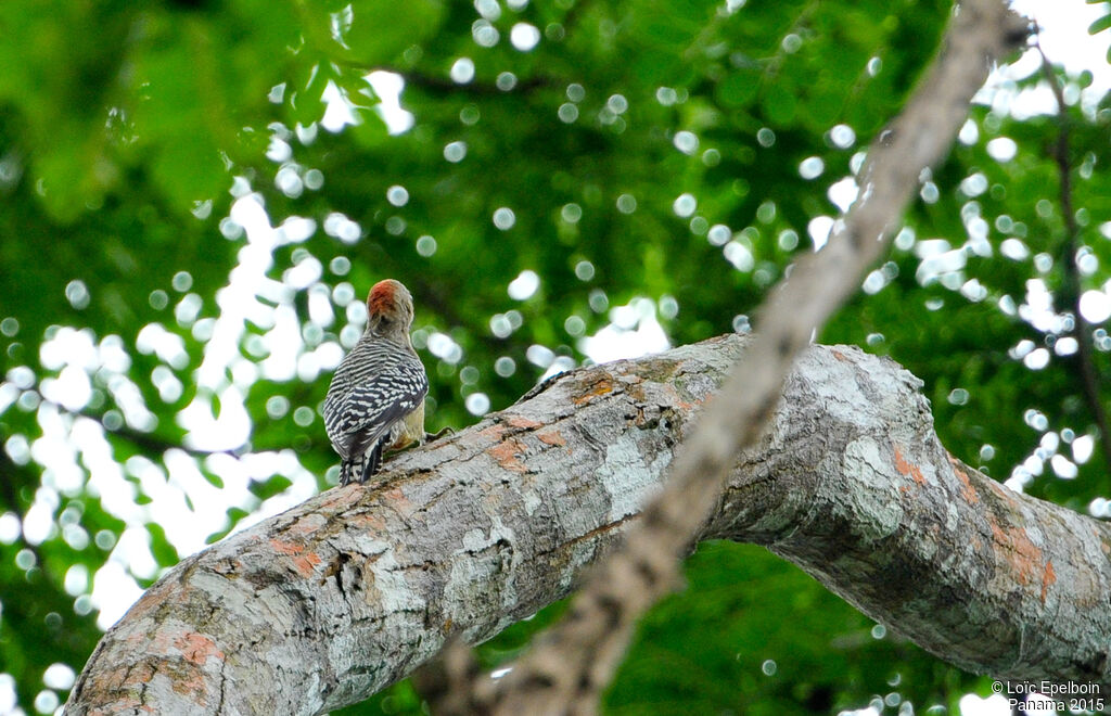 Red-crowned Woodpecker