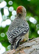 Red-crowned Woodpecker