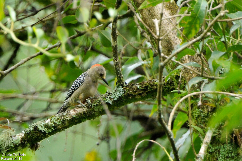 Pic à couronne rouge femelle