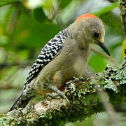 Red-crowned Woodpecker