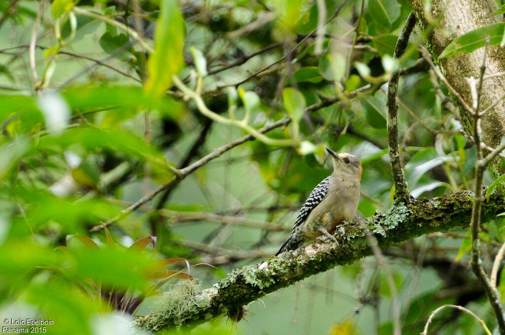 Red-crowned Woodpecker