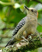 Red-crowned Woodpecker