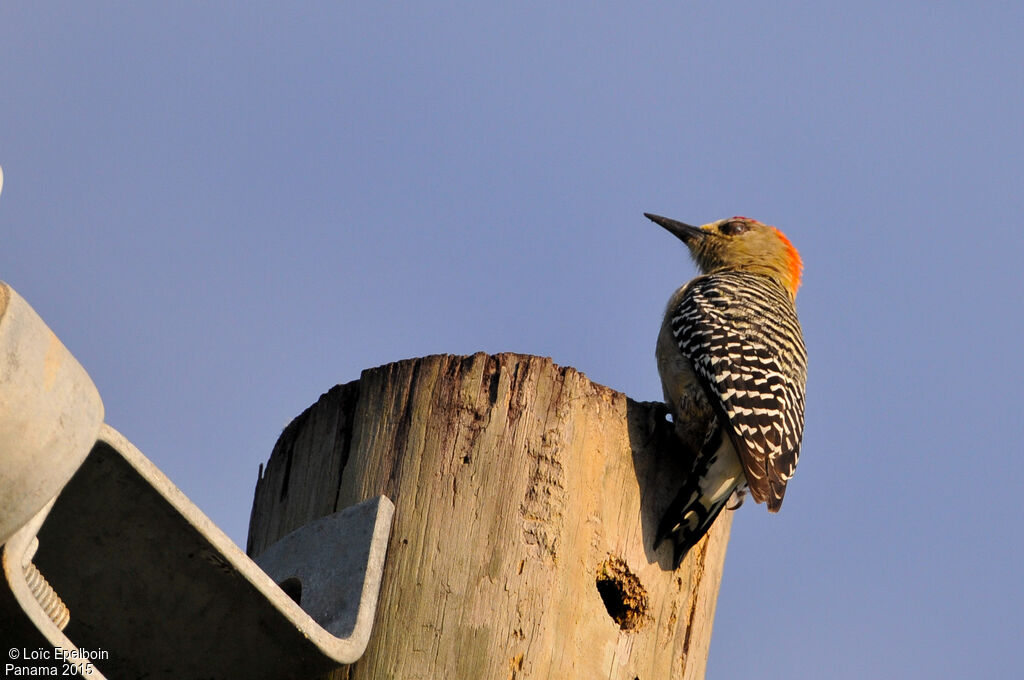 Red-crowned Woodpecker