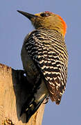 Red-crowned Woodpecker