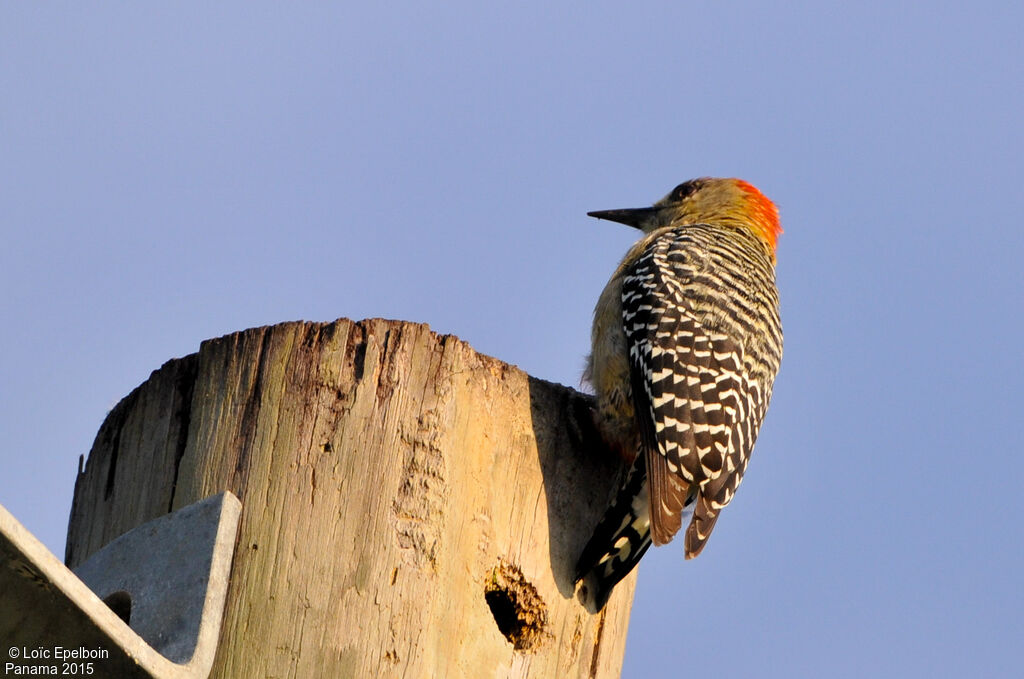 Red-crowned Woodpecker