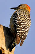 Red-crowned Woodpecker