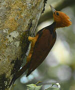 Ringed Woodpecker