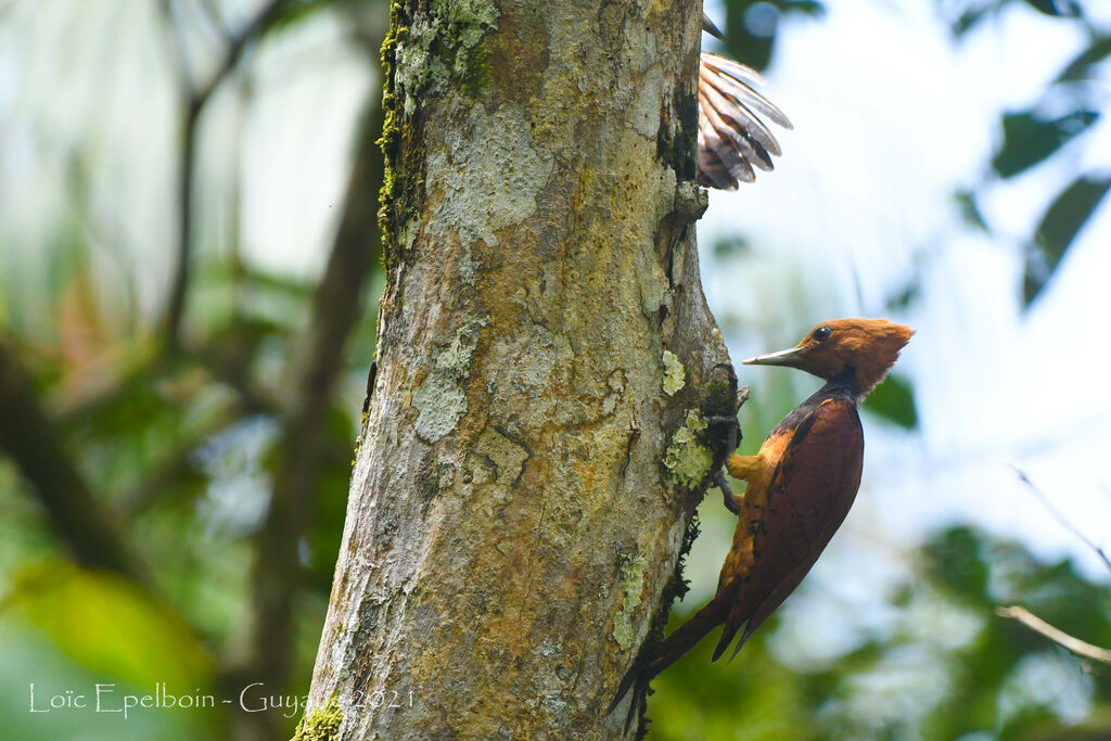 Ringed Woodpecker