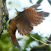 Ringed Woodpecker