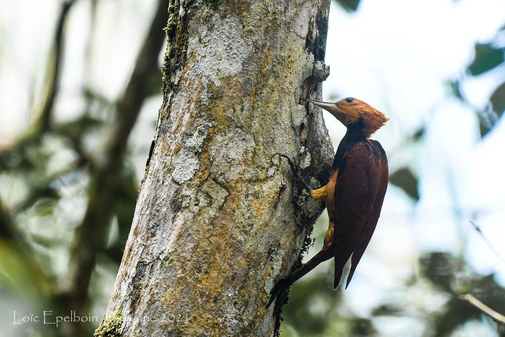 Ringed Woodpecker