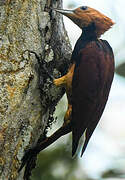 Ringed Woodpecker