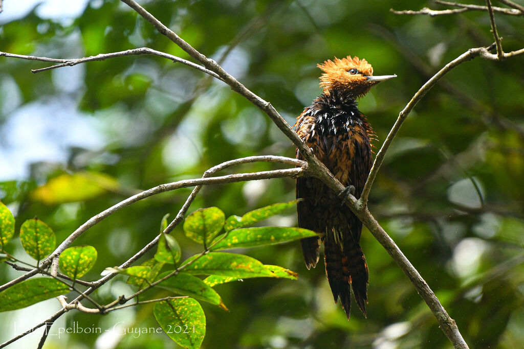 Ringed Woodpecker