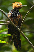 Ringed Woodpecker