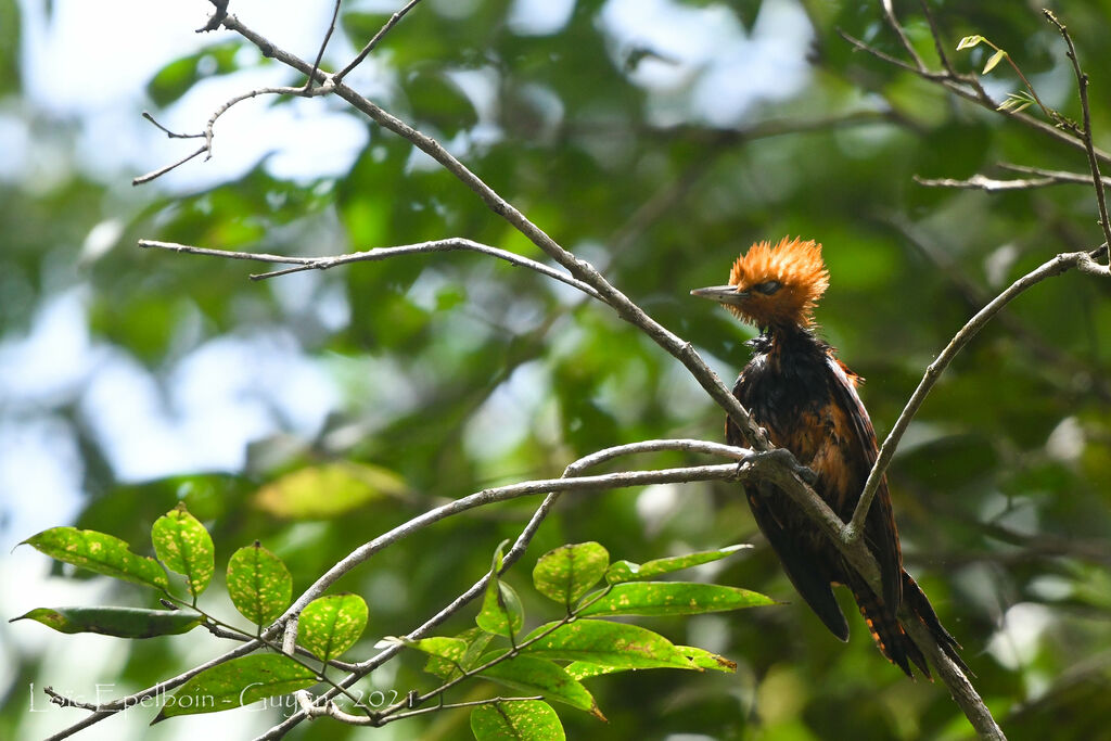 Ringed Woodpecker