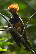 Ringed Woodpecker