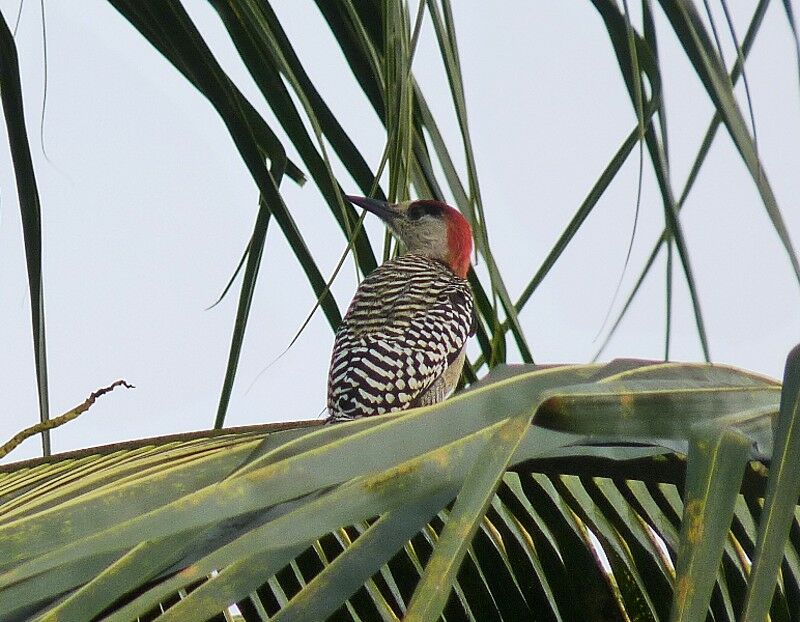 West Indian Woodpecker