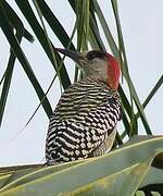 West Indian Woodpecker