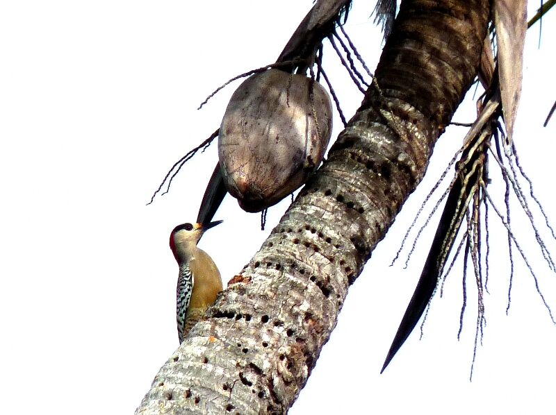 West Indian Woodpecker