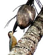 West Indian Woodpecker