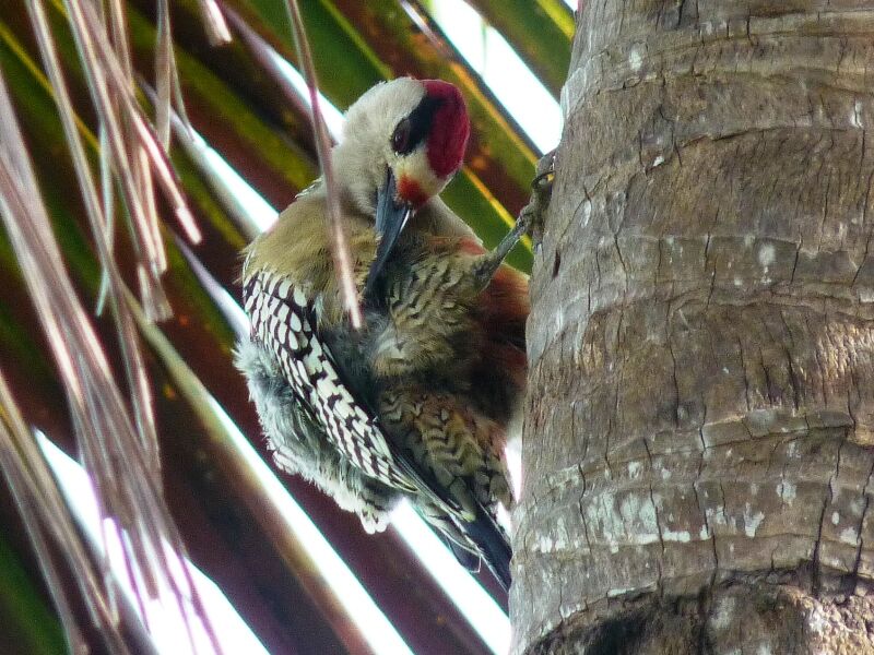 West Indian Woodpecker