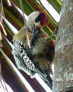 West Indian Woodpecker