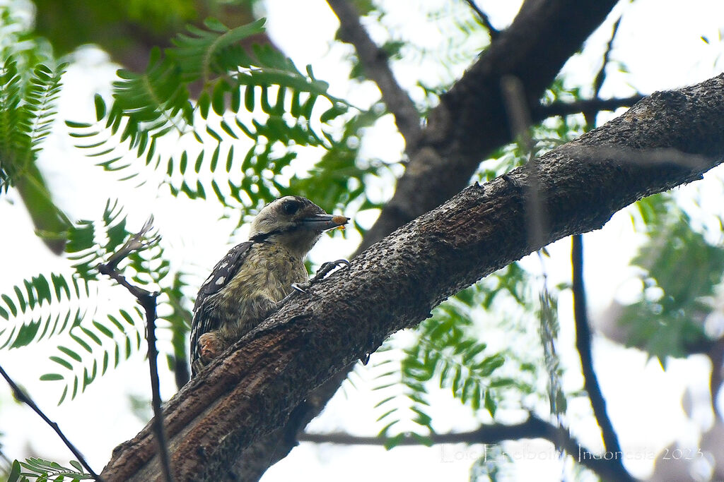 Freckle-breasted Woodpecker